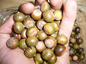 noix,glands chne des marais(quercus palustris